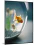 Goldfish in Fish Bowl-Elisa Cicinelli-Mounted Photographic Print
