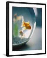 Goldfish in Fish Bowl-Elisa Cicinelli-Framed Photographic Print