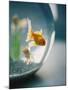 Goldfish in Fish Bowl-Elisa Cicinelli-Mounted Photographic Print