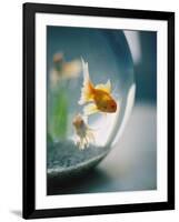 Goldfish in Fish Bowl-Elisa Cicinelli-Framed Photographic Print