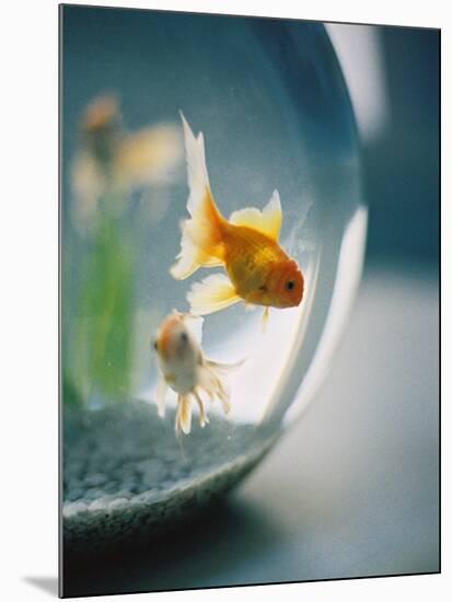 Goldfish in Fish Bowl-Elisa Cicinelli-Mounted Photographic Print