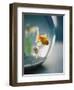 Goldfish in Fish Bowl-Elisa Cicinelli-Framed Photographic Print