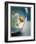 Goldfish in Fish Bowl-Elisa Cicinelli-Framed Photographic Print
