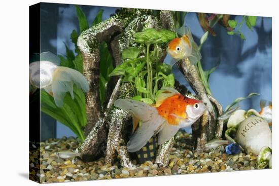 Goldfish in Fishtank-null-Stretched Canvas