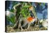 Goldfish in Fishtank-null-Stretched Canvas