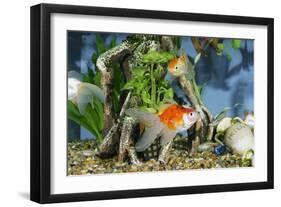 Goldfish in Fishtank-null-Framed Photographic Print