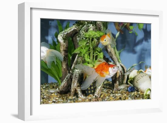 Goldfish in Fishtank-null-Framed Photographic Print