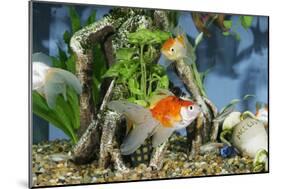 Goldfish in Fishtank-null-Mounted Photographic Print