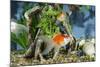 Goldfish in Fishtank-null-Mounted Photographic Print