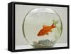 Goldfish in Goldfish Bowl with Weed-null-Framed Stretched Canvas