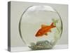 Goldfish in Goldfish Bowl with Weed-null-Stretched Canvas