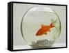 Goldfish in Goldfish Bowl with Weed-null-Framed Stretched Canvas