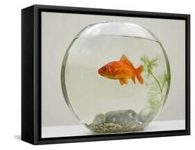 Goldfish in Goldfish Bowl with Weed-null-Framed Stretched Canvas