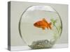 Goldfish in Goldfish Bowl with Weed-null-Stretched Canvas