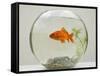 Goldfish in Goldfish Bowl with Weed-null-Framed Stretched Canvas