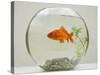 Goldfish in Goldfish Bowl with Weed-null-Stretched Canvas