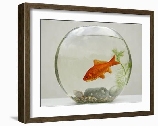 Goldfish in Goldfish Bowl with Weed-null-Framed Photographic Print