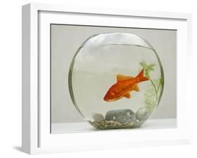 Goldfish in Goldfish Bowl with Weed-null-Framed Photographic Print