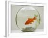 Goldfish in Goldfish Bowl with Weed-null-Framed Photographic Print