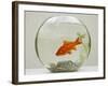 Goldfish in Goldfish Bowl with Weed-null-Framed Photographic Print