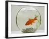 Goldfish in Goldfish Bowl with Weed-null-Framed Photographic Print