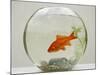 Goldfish in Goldfish Bowl with Weed-null-Mounted Photographic Print