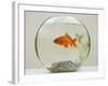 Goldfish in Goldfish Bowl with Weed-null-Framed Photographic Print