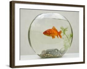 Goldfish in Goldfish Bowl with Weed-null-Framed Photographic Print