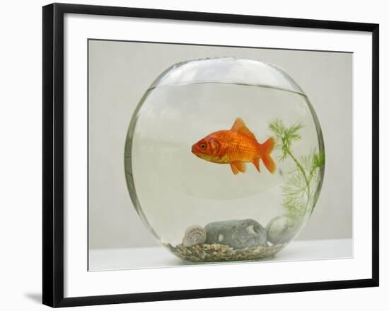 Goldfish in Goldfish Bowl with Weed-null-Framed Photographic Print