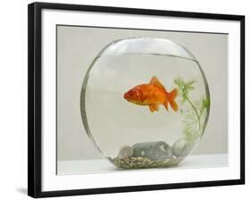 Goldfish in Goldfish Bowl with Weed-null-Framed Photographic Print