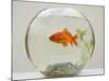 Goldfish in Goldfish Bowl with Weed-null-Mounted Photographic Print