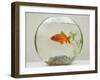 Goldfish in Goldfish Bowl with Weed-null-Framed Photographic Print