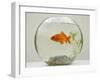 Goldfish in Goldfish Bowl with Weed-null-Framed Photographic Print