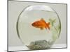Goldfish in Goldfish Bowl with Weed-null-Mounted Photographic Print