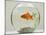 Goldfish in Goldfish Bowl with Weed-null-Mounted Photographic Print