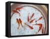 Goldfish in Pan, Old Town, Lijiang, Yunnan Province, China-Walter Bibikow-Framed Stretched Canvas