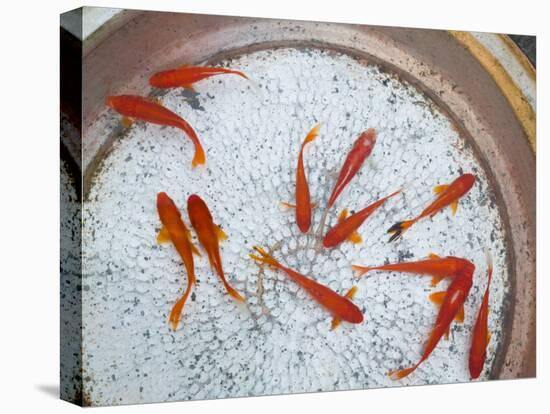 Goldfish in Pan, Old Town, Lijiang, Yunnan Province, China-Walter Bibikow-Stretched Canvas