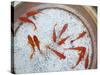 Goldfish in Pan, Old Town, Lijiang, Yunnan Province, China-Walter Bibikow-Stretched Canvas