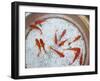 Goldfish in Pan, Old Town, Lijiang, Yunnan Province, China-Walter Bibikow-Framed Photographic Print