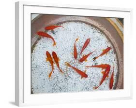 Goldfish in Pan, Old Town, Lijiang, Yunnan Province, China-Walter Bibikow-Framed Photographic Print