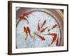 Goldfish in Pan, Old Town, Lijiang, Yunnan Province, China-Walter Bibikow-Framed Photographic Print