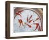 Goldfish in Pan, Old Town, Lijiang, Yunnan Province, China-Walter Bibikow-Framed Photographic Print