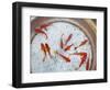 Goldfish in Pan, Old Town, Lijiang, Yunnan Province, China-Walter Bibikow-Framed Photographic Print