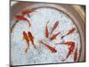 Goldfish in Pan, Old Town, Lijiang, Yunnan Province, China-Walter Bibikow-Mounted Photographic Print