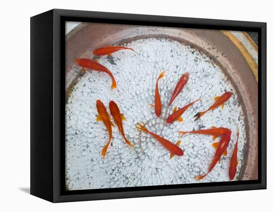 Goldfish in Pan, Old Town, Lijiang, Yunnan Province, China-Walter Bibikow-Framed Stretched Canvas