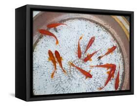 Goldfish in Pan, Old Town, Lijiang, Yunnan Province, China-Walter Bibikow-Framed Stretched Canvas