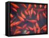 Goldfish in Pond, Beihai Park, Beijing, China, Asia-Jochen Schlenker-Framed Stretched Canvas