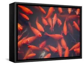 Goldfish in Pond, Beihai Park, Beijing, China, Asia-Jochen Schlenker-Framed Stretched Canvas