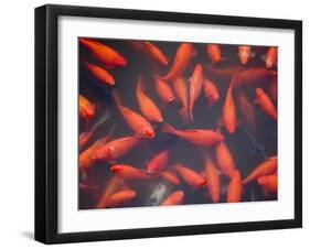 Goldfish in Pond, Beihai Park, Beijing, China, Asia-Jochen Schlenker-Framed Photographic Print