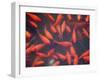 Goldfish in Pond, Beihai Park, Beijing, China, Asia-Jochen Schlenker-Framed Photographic Print